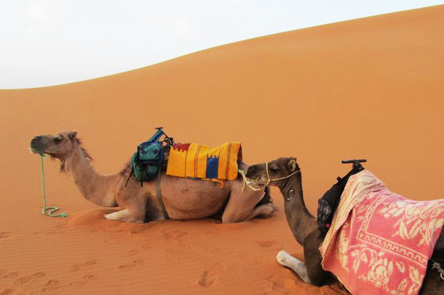 camel trek